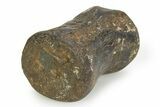 Fossil Iguanodontid Dinosaur (Mantellisaurus) Vertebra - England #351245-3